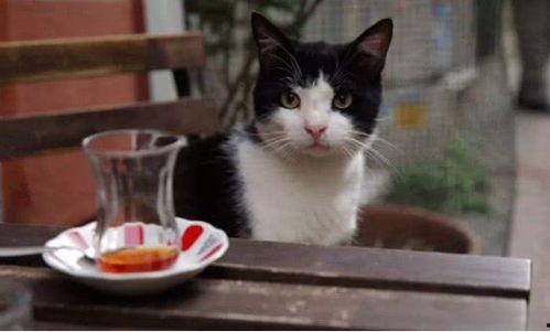 娱乐吃瓜酱猫拦截,揭秘娱乐圈幕后故事